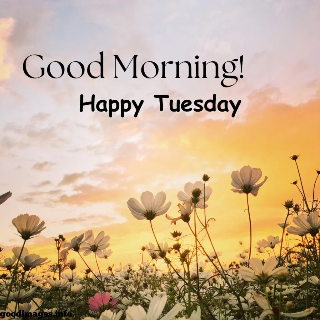 70 Best Good Morning Tuesday Images Download Free 2024